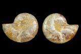 Cut & Polished Agatized Ammonite Fossil - Jurassic #131684-1
